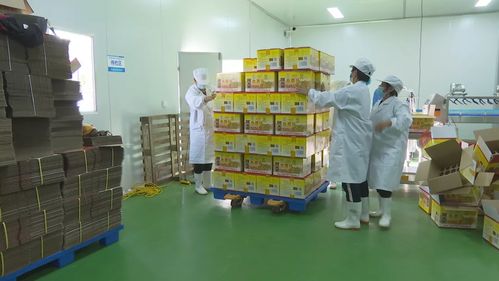 上蔡县邵店镇姜香臣姜汁厂加班备货迎盛会，背后更有传统“糊裱加工”匠心